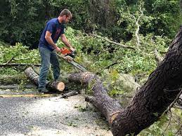 How Our Tree Care Process Works  in  Silver Lake, NJ