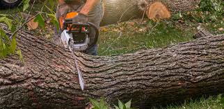 Best Emergency Tree Removal  in Silver Lake, NJ