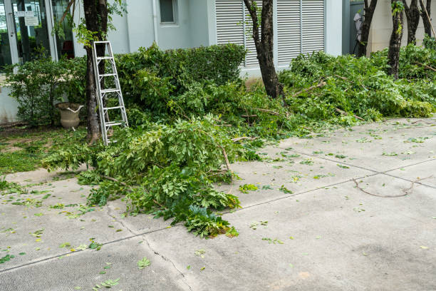 Best Tree Removal  in Silver Lake, NJ