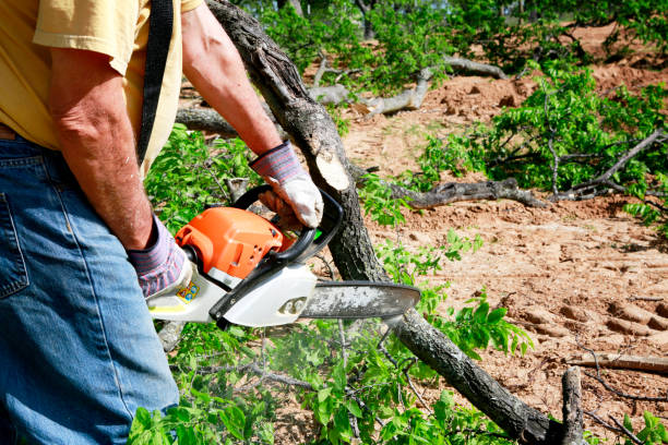 Best Tree Health Inspection  in Silver Lake, NJ